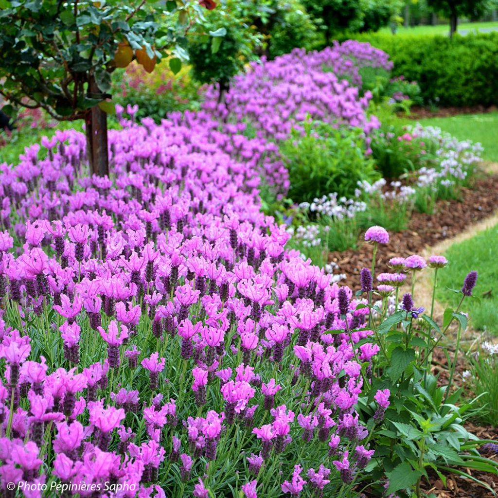 Lavandula stoechas The Princess - French Lavender