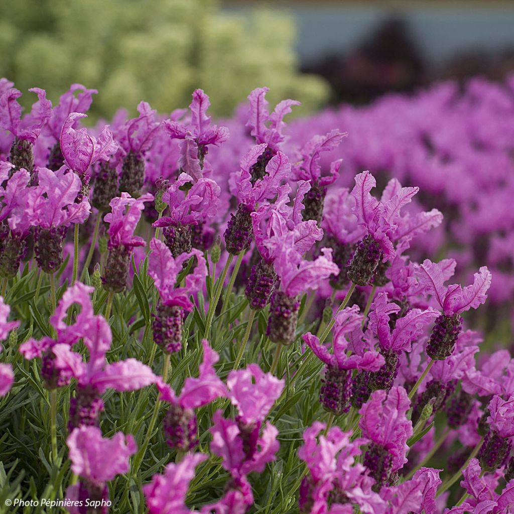 Lavandula stoechas The Princess - French Lavender