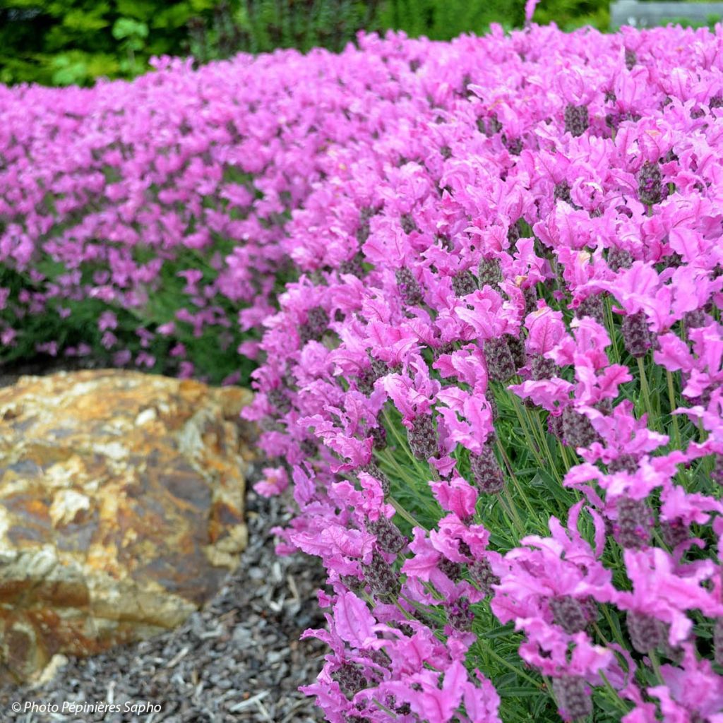 Lavandula stoechas The Princess - French Lavender