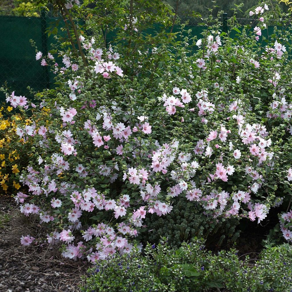 Lavatera Barnsley Baby - Tree Mallow