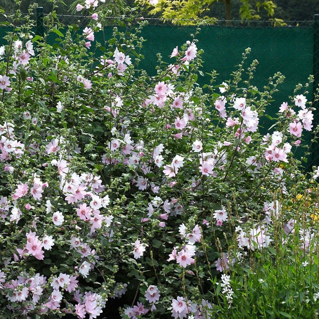 Lavatera Barnsley Baby - Tree Mallow