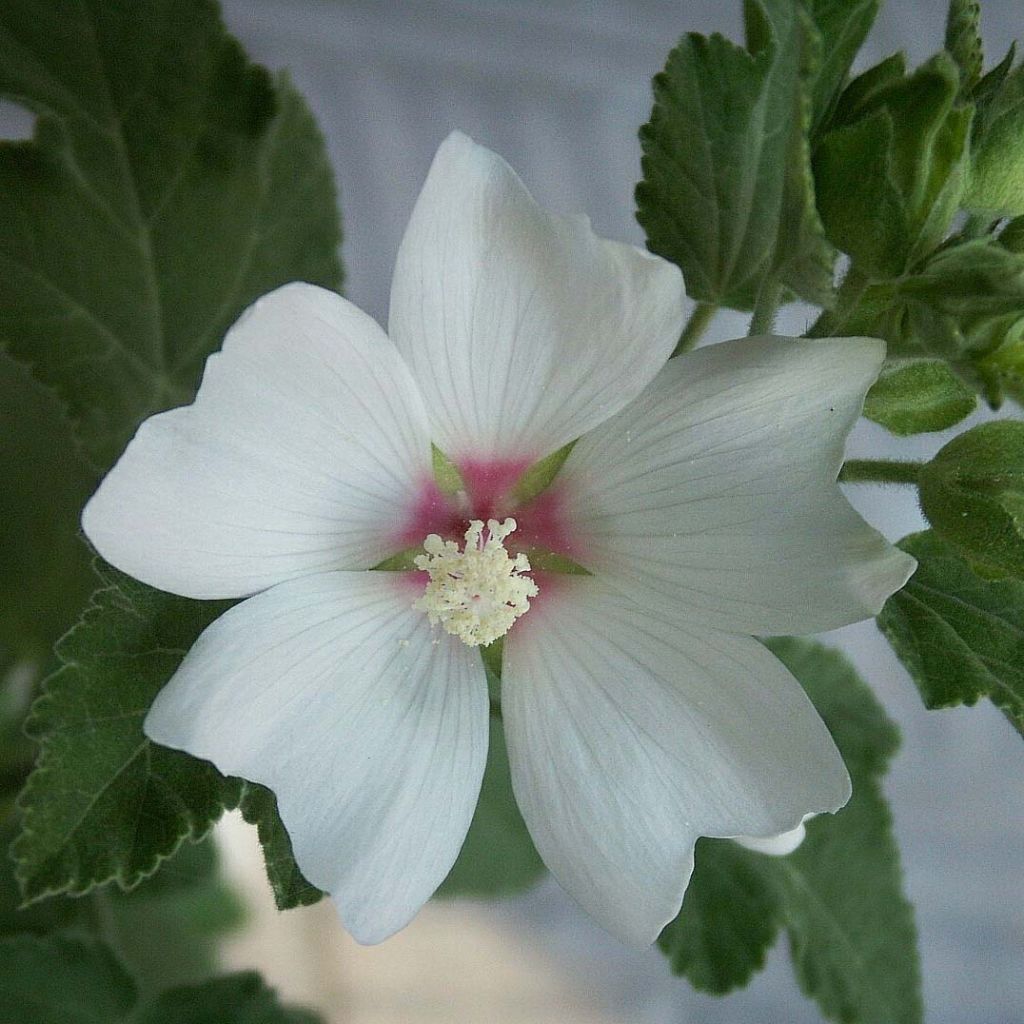 Lavatera Barnsley Baby - Tree Mallow