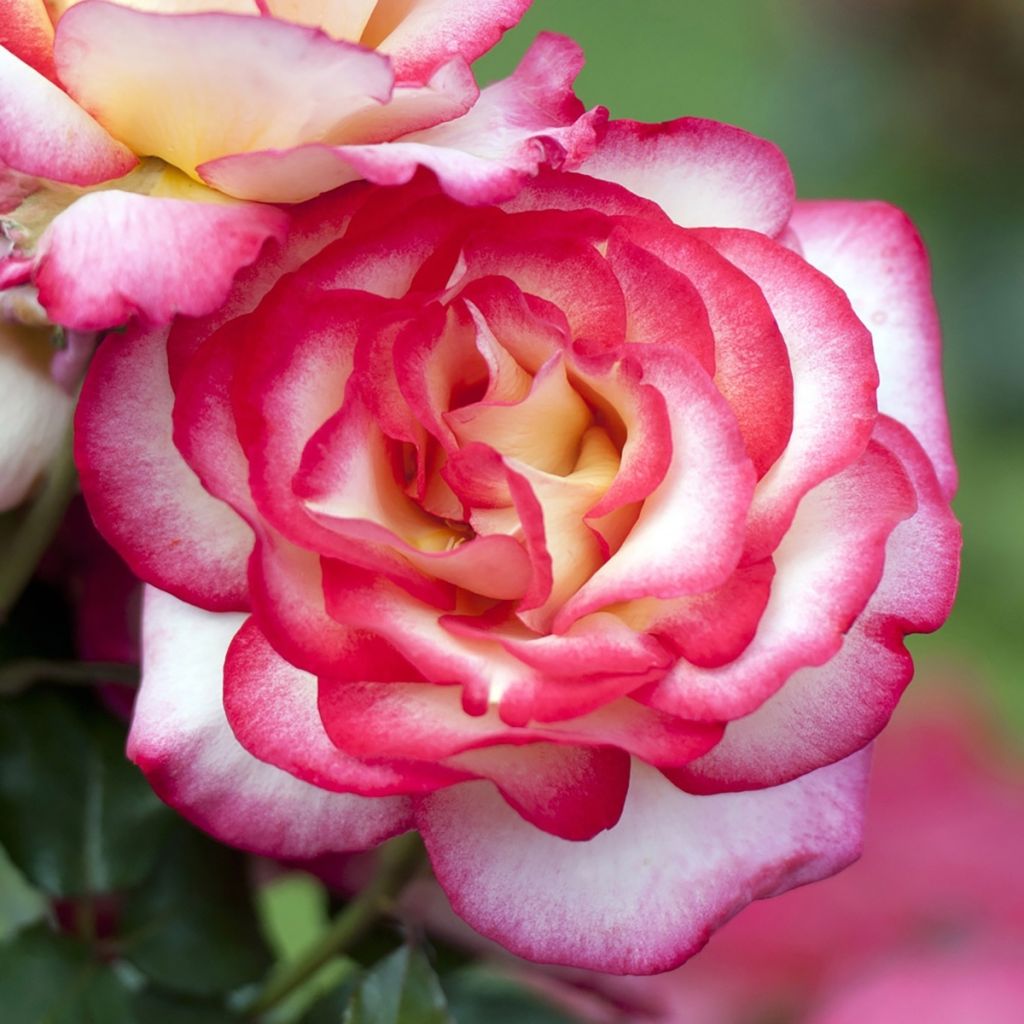 Rosa Leo Ferré - Hybrid Tea Rose