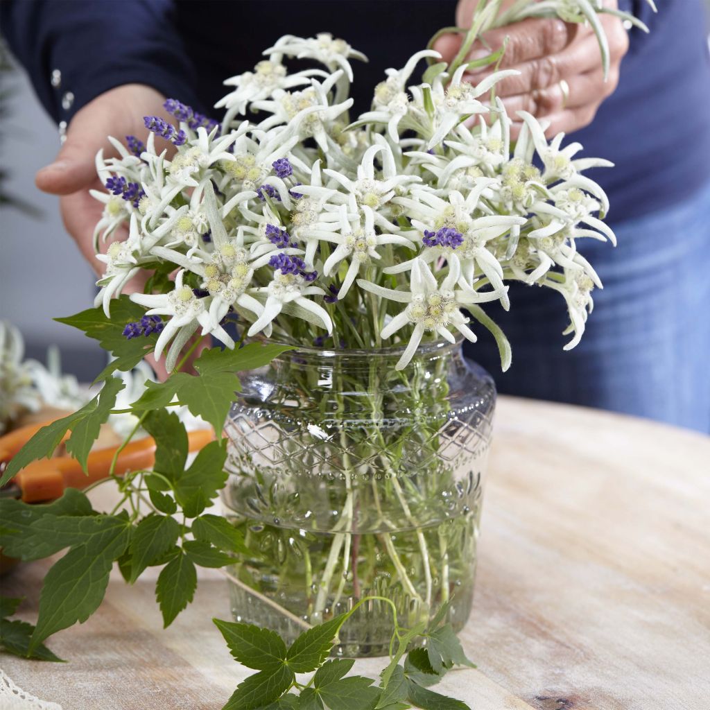 Leontopodium alpinum Blossom of Snow - Edelweiss