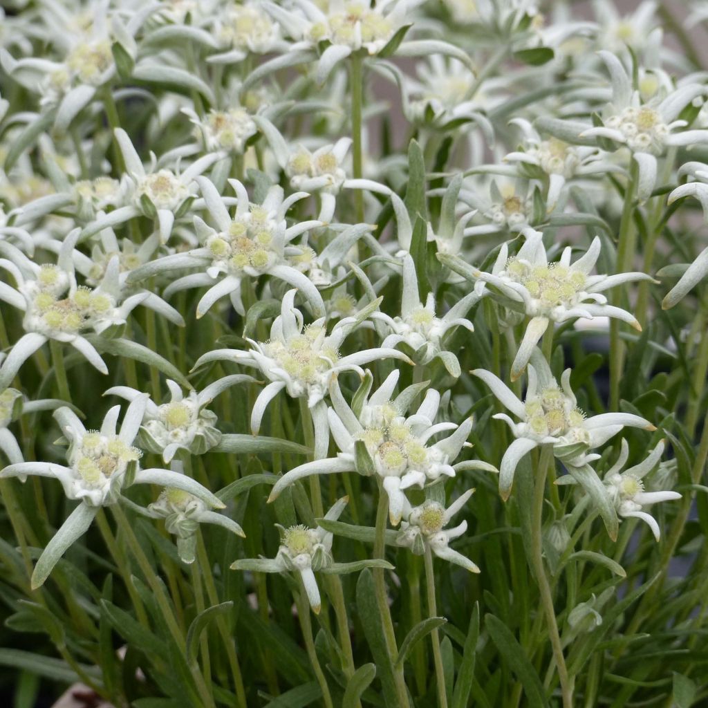 Leontopodium alpinum Blossom of Snow - Edelweiss