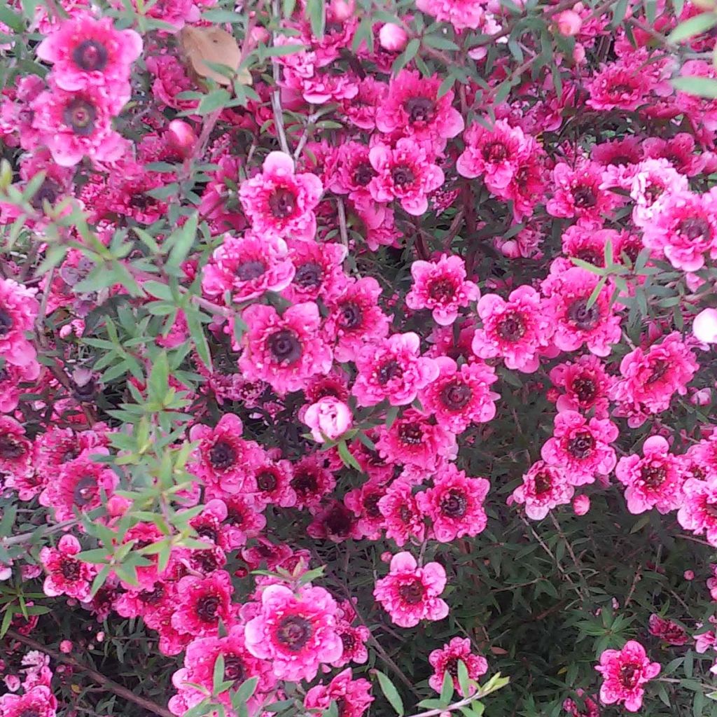 Leptospermum scoparium Wiri Kerry - Tea-tree