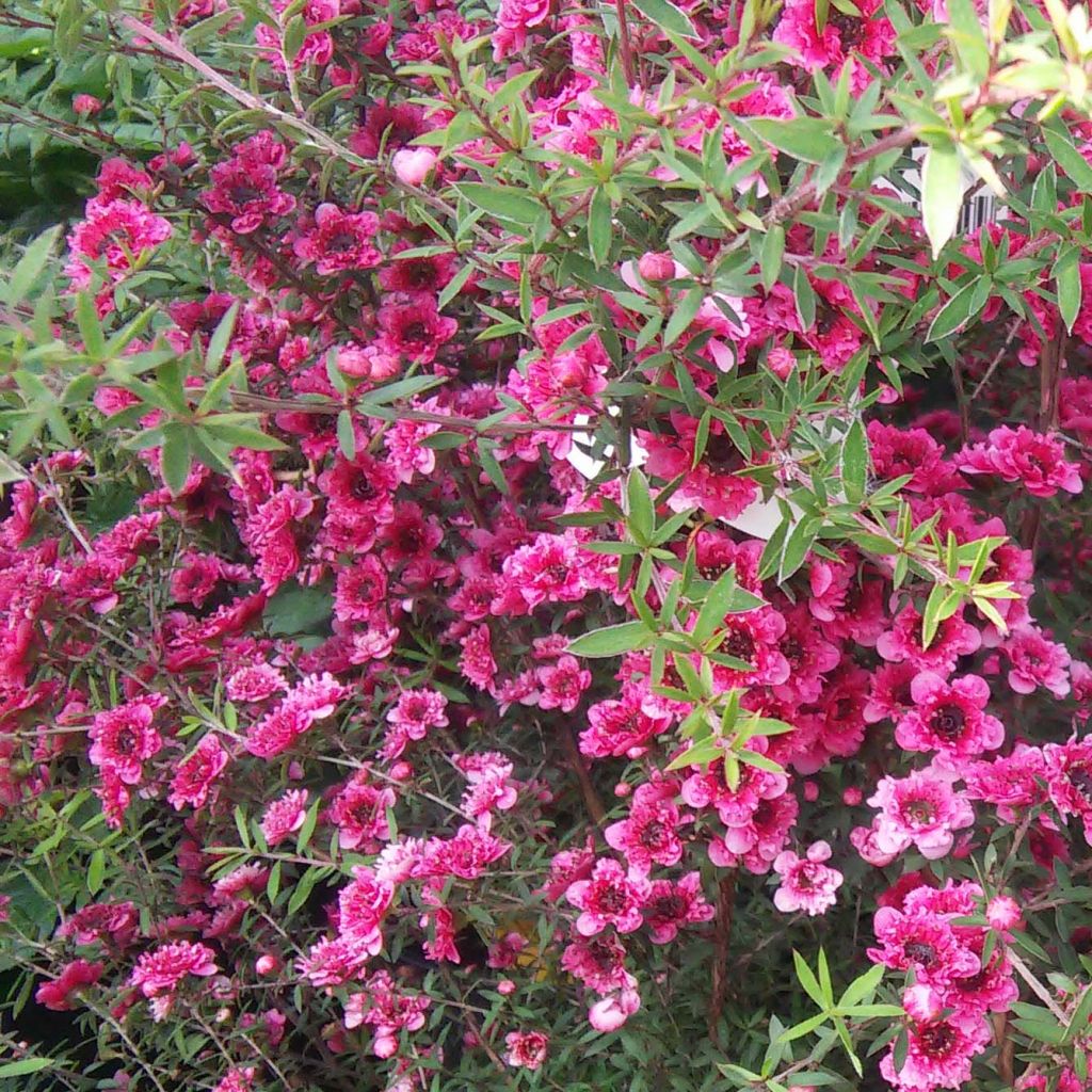 Leptospermum scoparium Wiri Kerry - Tea-tree