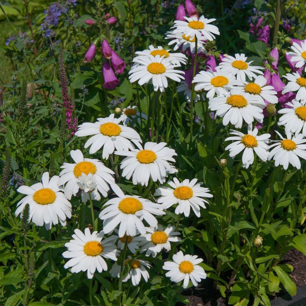 Leucanthemum Petite Princesse d'Argent - Shasta Daisy