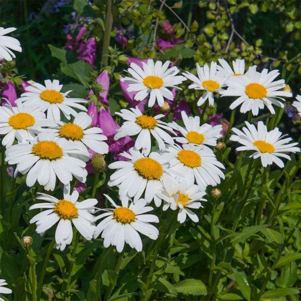 Leucanthemum Petite Princesse d'Argent - Shasta Daisy