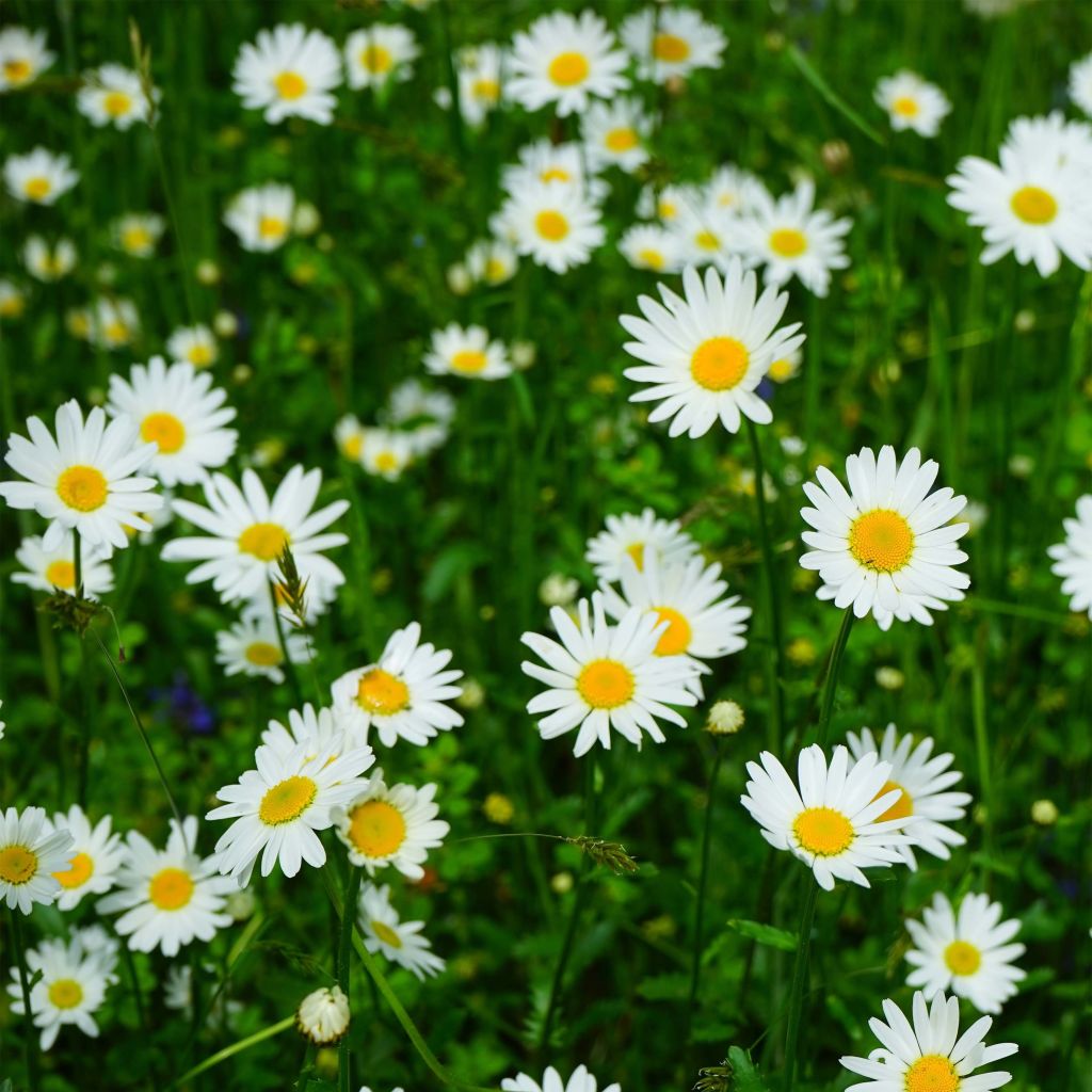 Leucanthemum Petite Princesse d'Argent - Shasta Daisy