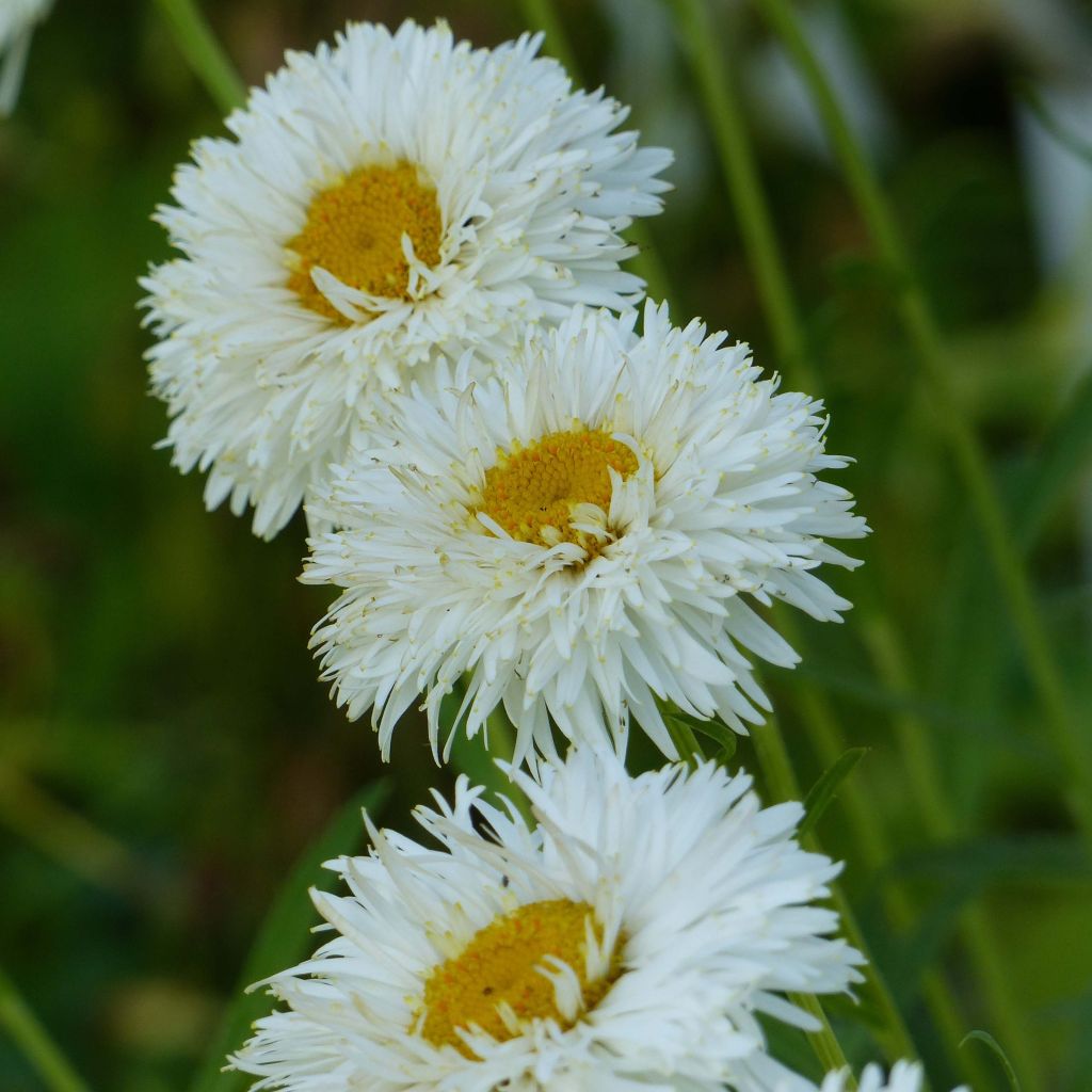 Leucanthemum superbum Shapcott Summer Clouds - Shasta Daisy