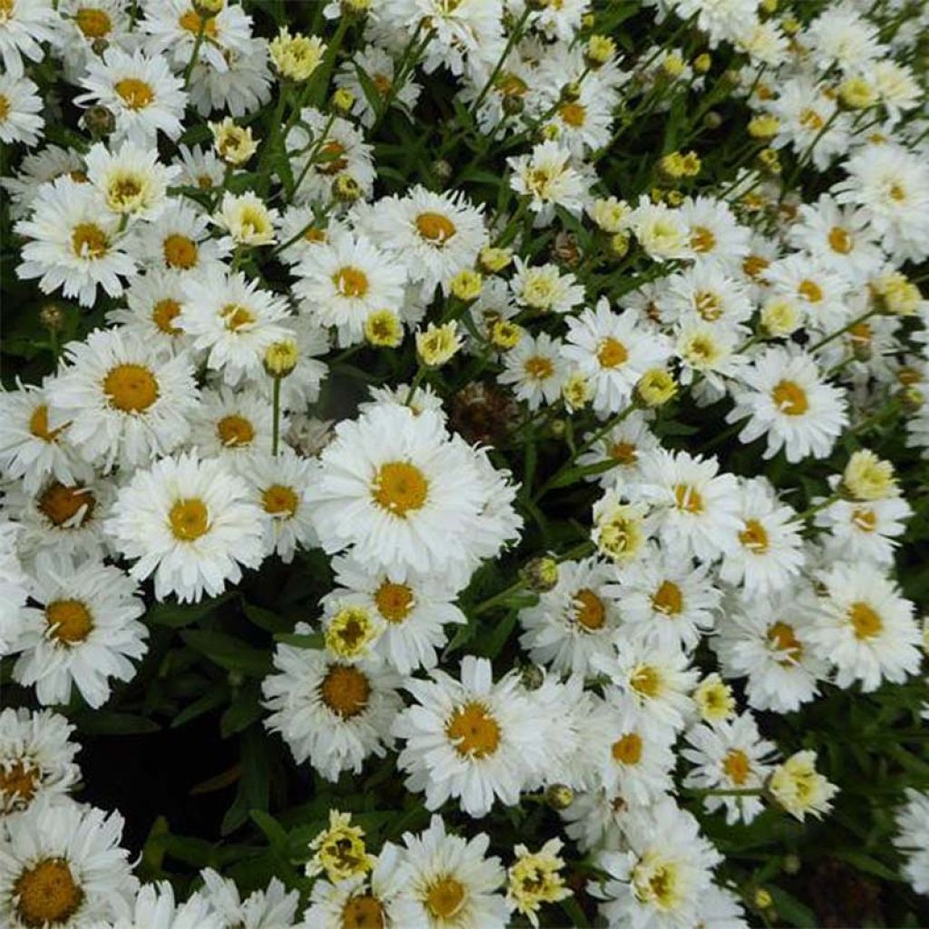 Leucanthemum superbum Freak - Shasta Daisy