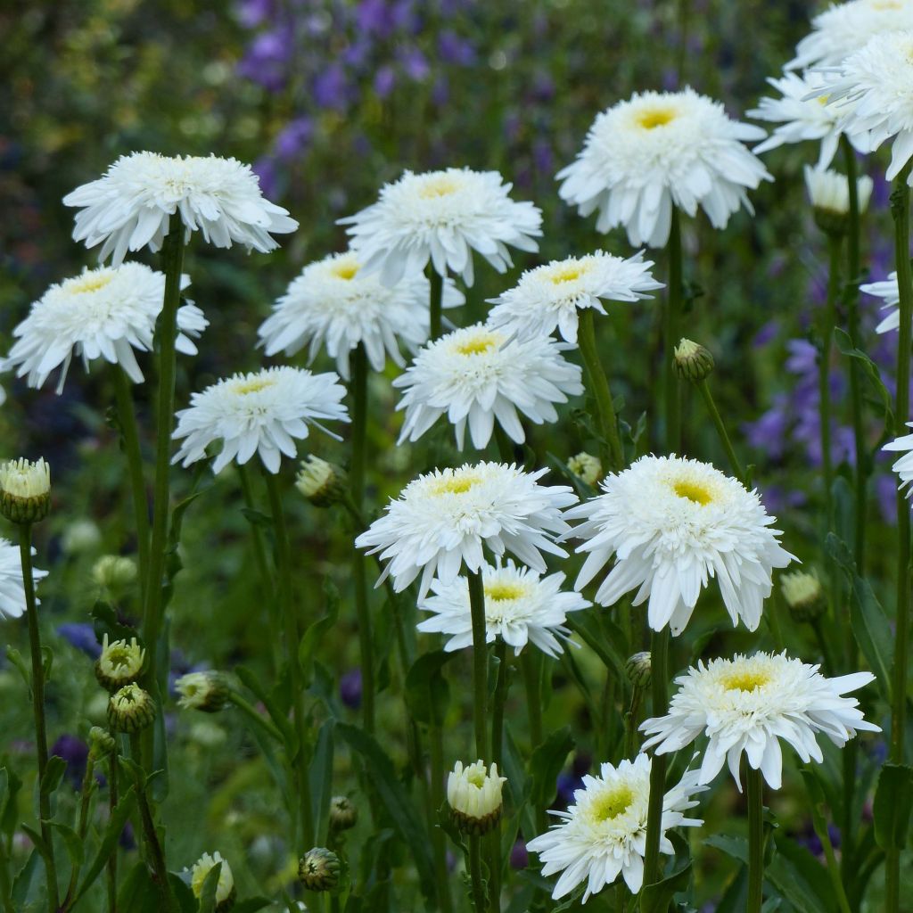 Leucanthemum superbum Wirral Supreme - Shasta Daisy