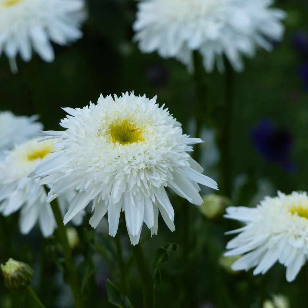 Leucanthemum superbum Wirral Supreme - Shasta Daisy