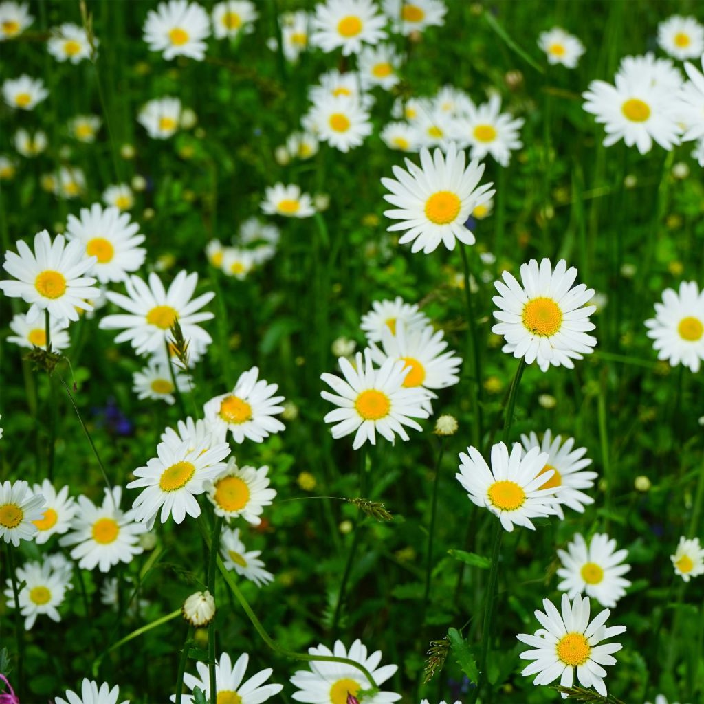 Leucanthemum vulgare Maikonigin