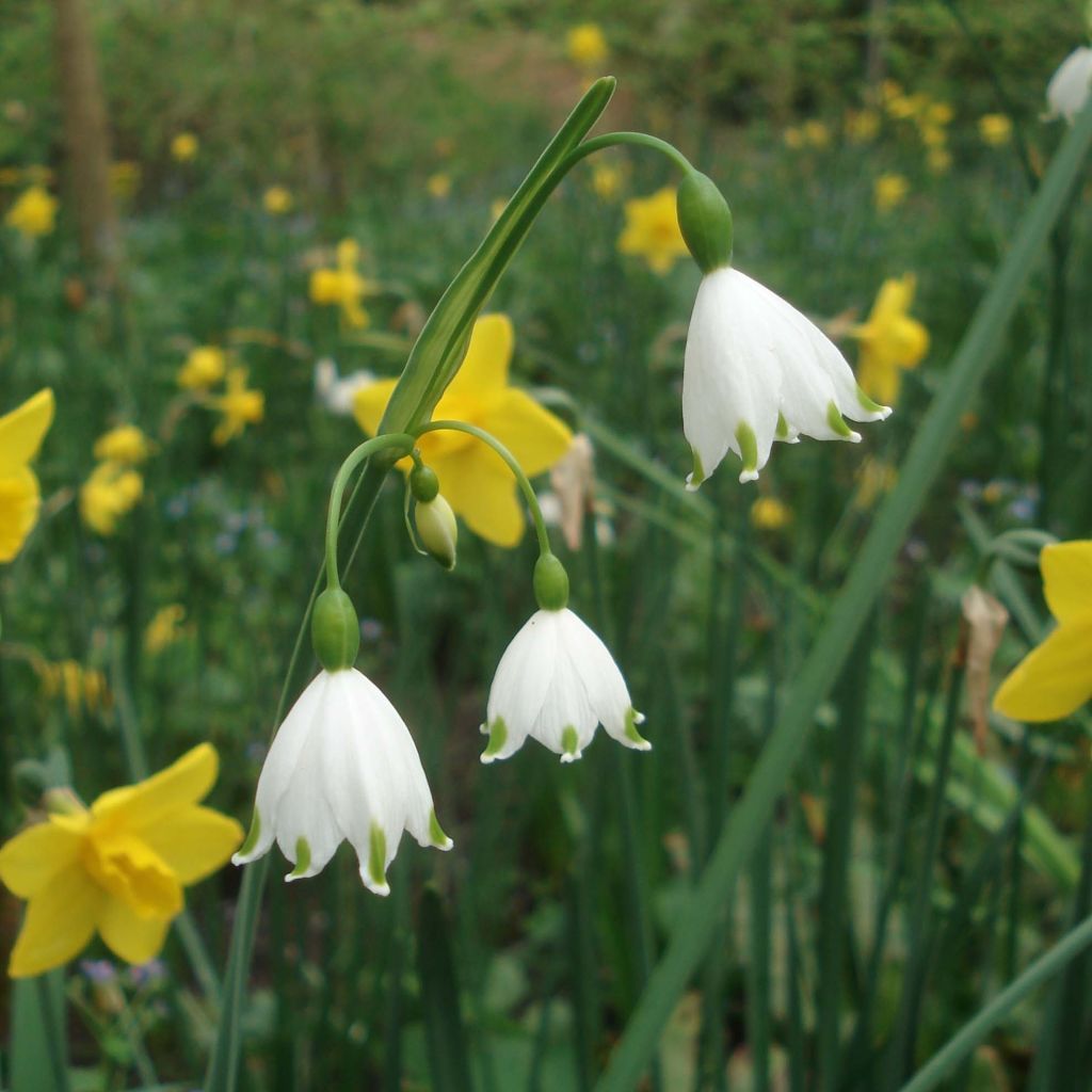 Leucojum aestivum Gravetye Giant - Summer Snowflake