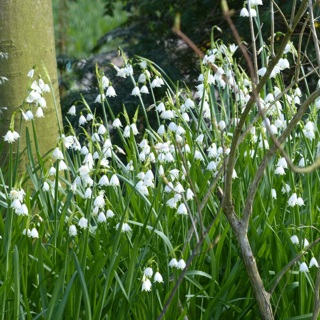 Leucojum aestivum Gravetye Giant - Summer Snowflake