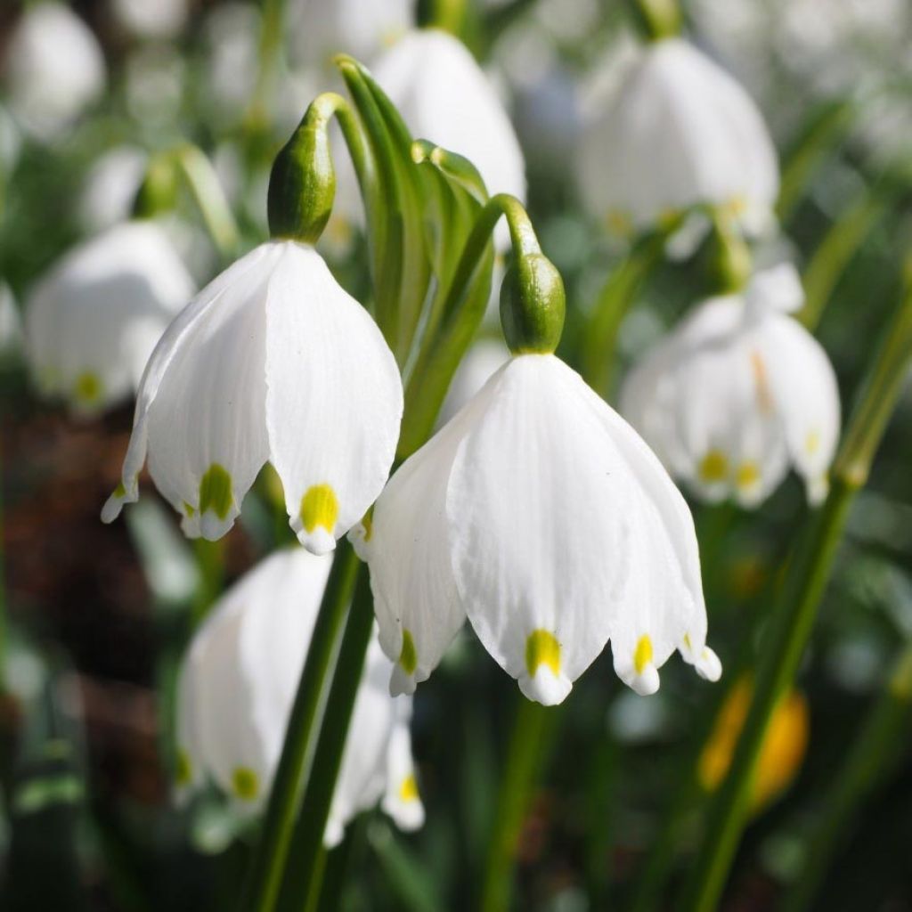 Leucojum vernum - Spring Snowflake