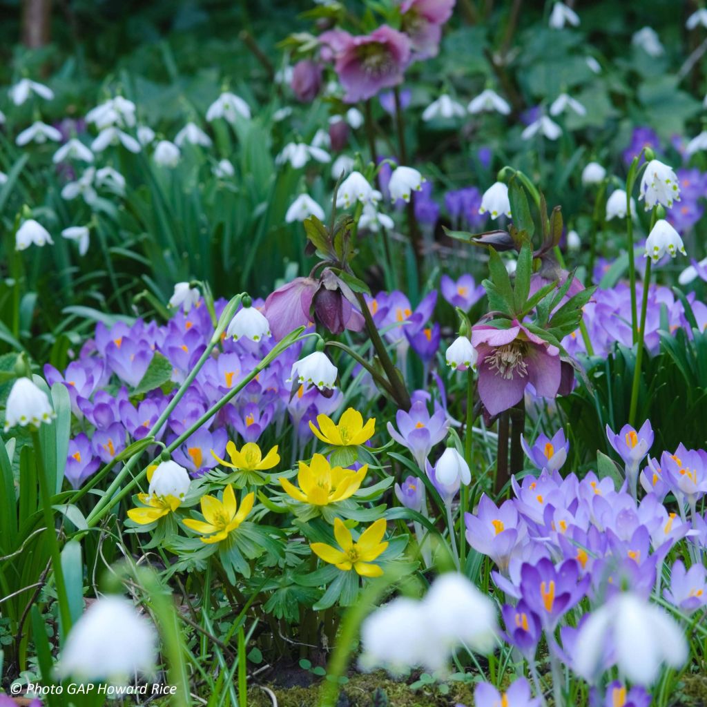 Leucojum vernum - Spring Snowflake