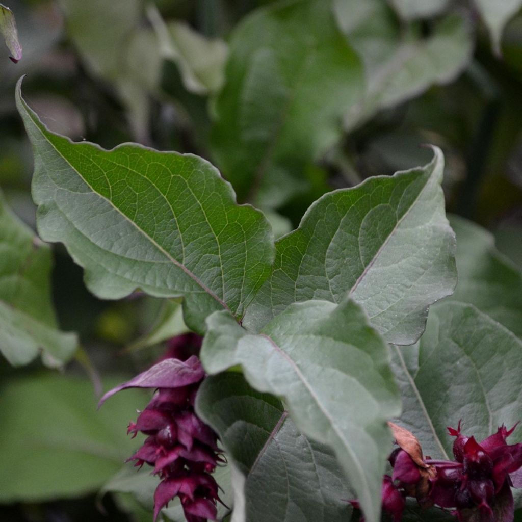 Leycesteria formosa Purple Rain