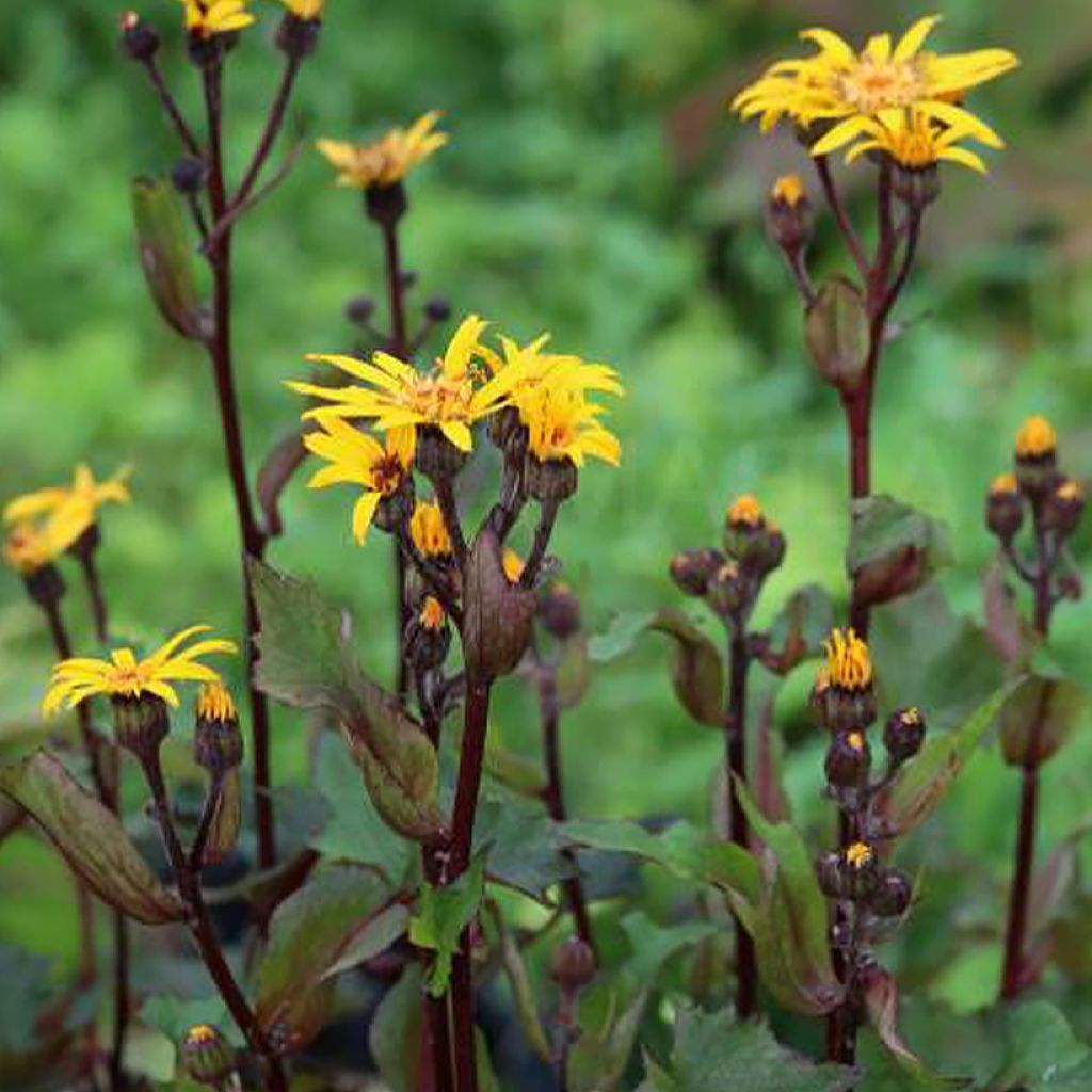 Ligularia Little Golden Ray - Ligulaire