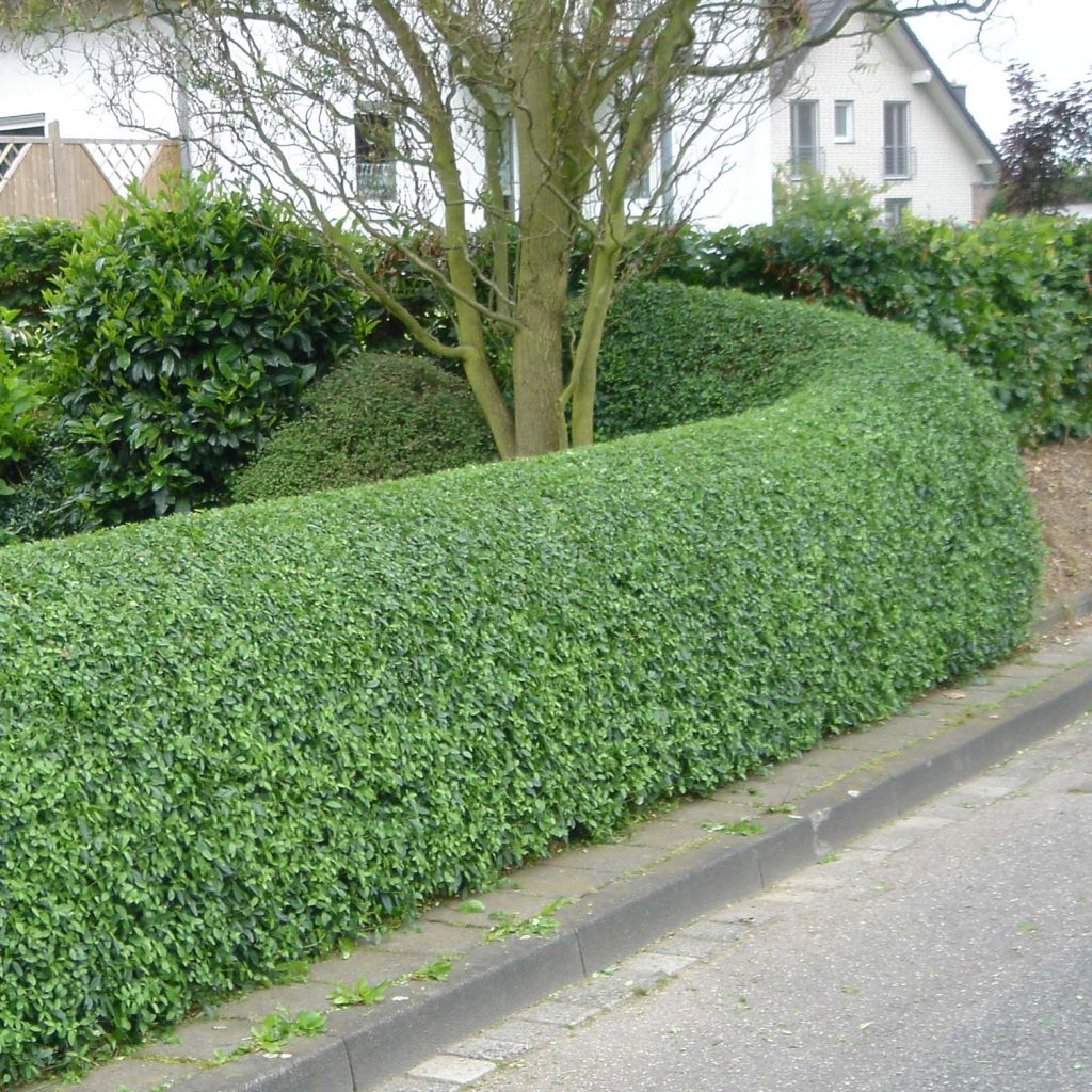 Ligustrum ovalifolium - Privet