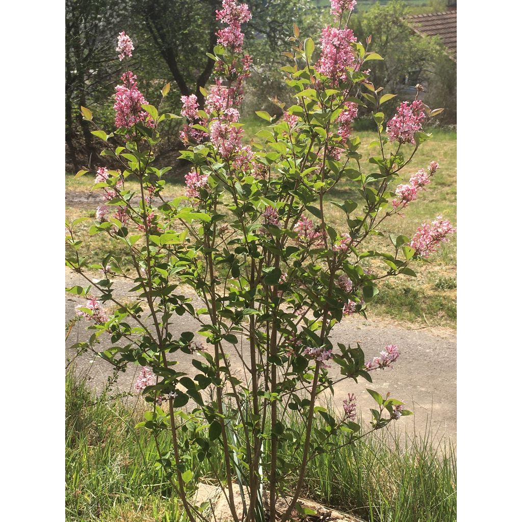 Syringa microphylla Superba - Lilac