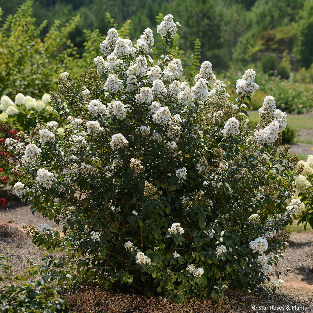 Lagerstroemia Enduring Summer Lavender - Crape Myrtle