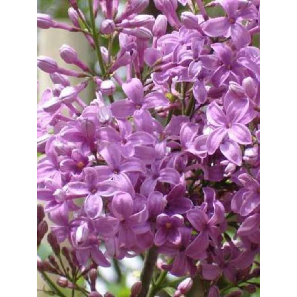 Lilas - Syringa chinensis Saugeana