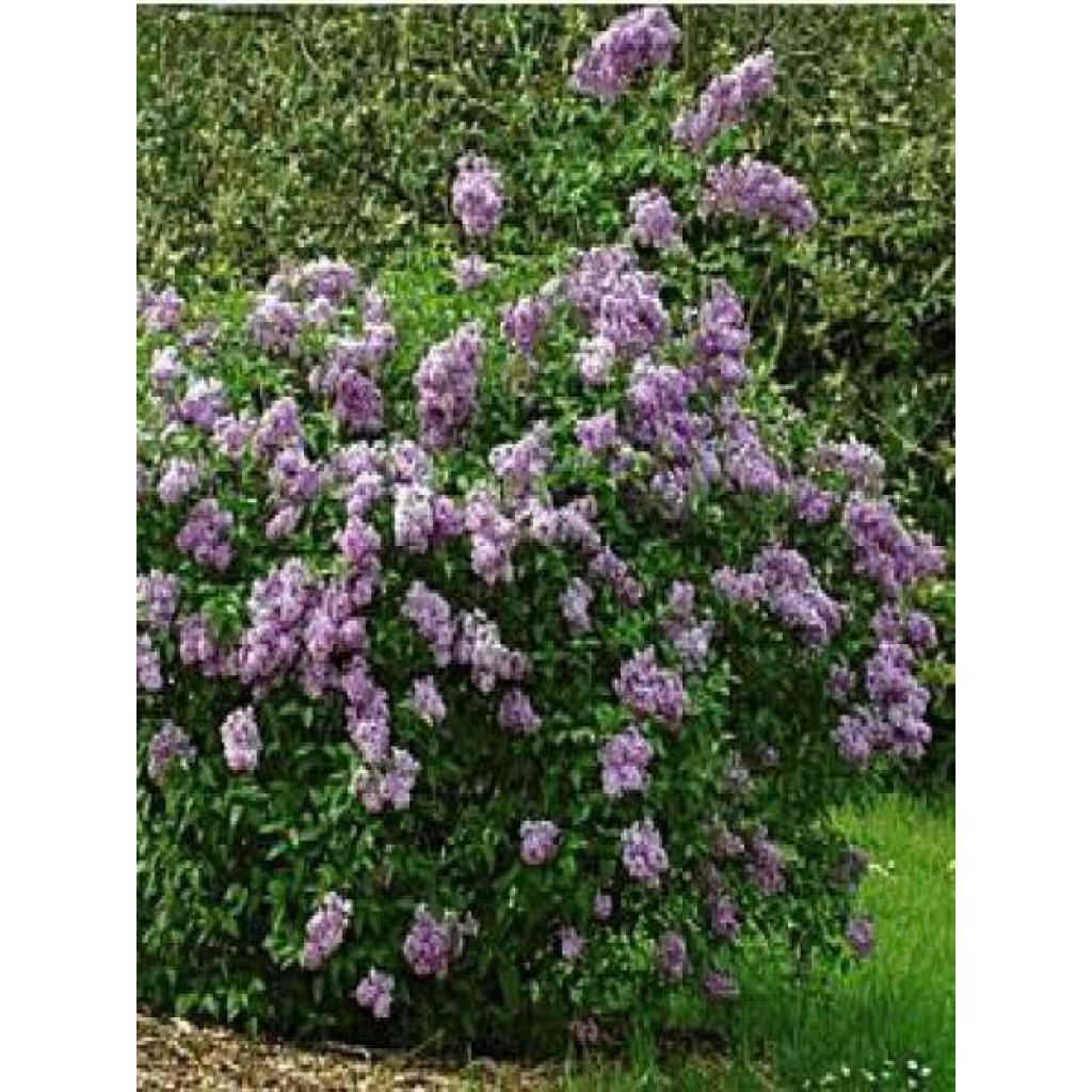 Lilas - Syringa chinensis Saugeana