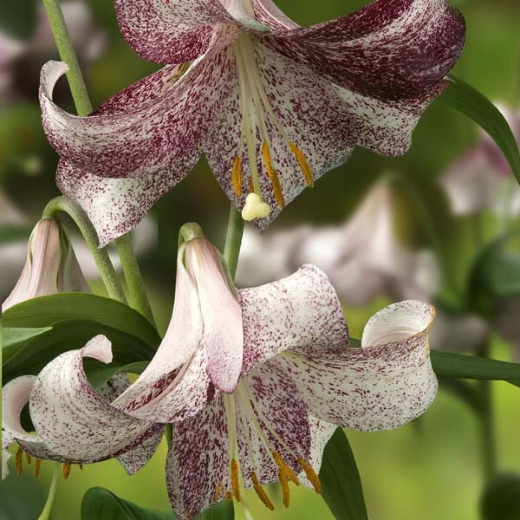 Lilium Lankon