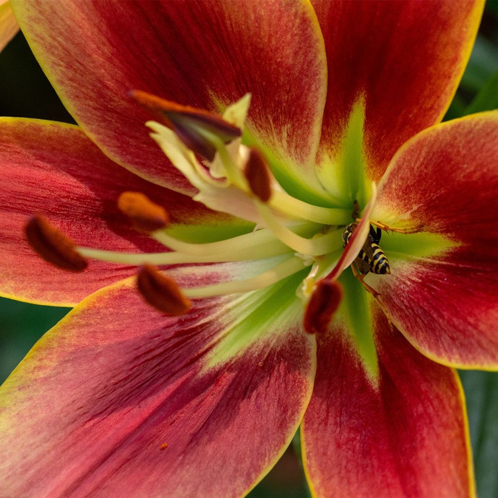 Lis hybride Avalon Sunset - Lilium asiatique x oriental