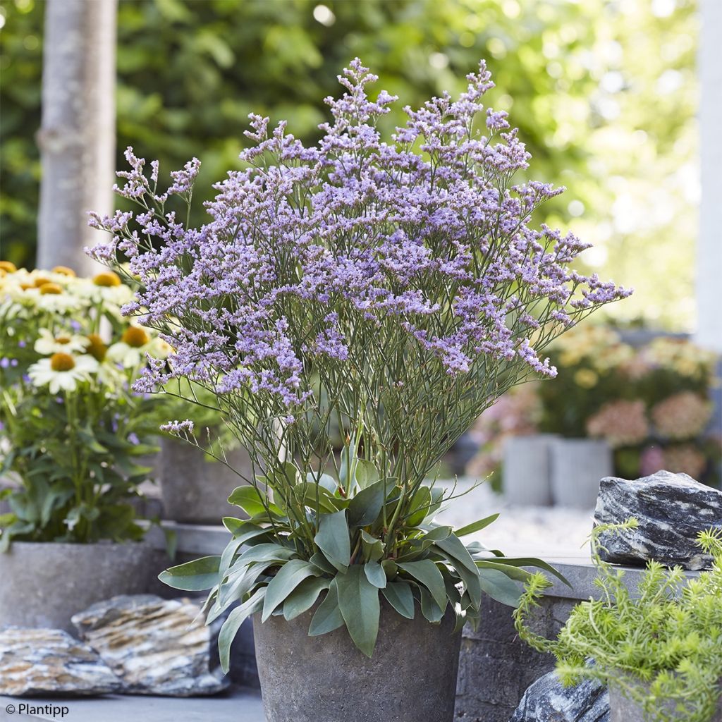 limonium Dazzle Rocks - Statice vivace