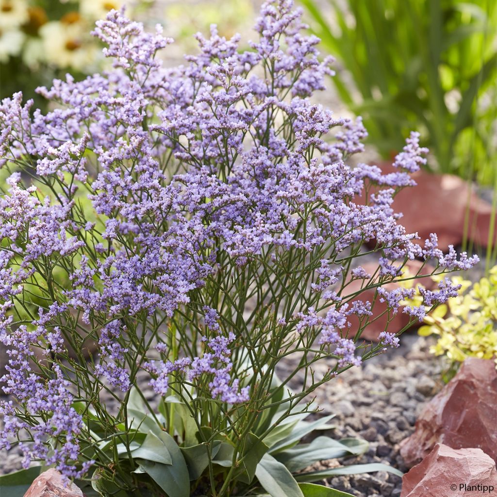 limonium Dazzle Rocks - Statice vivace