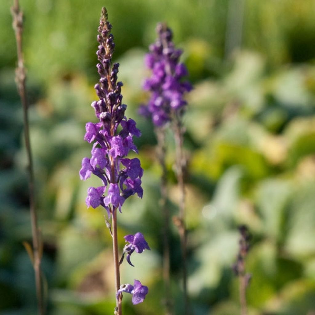 Linaria purpurea, linaire pourpre