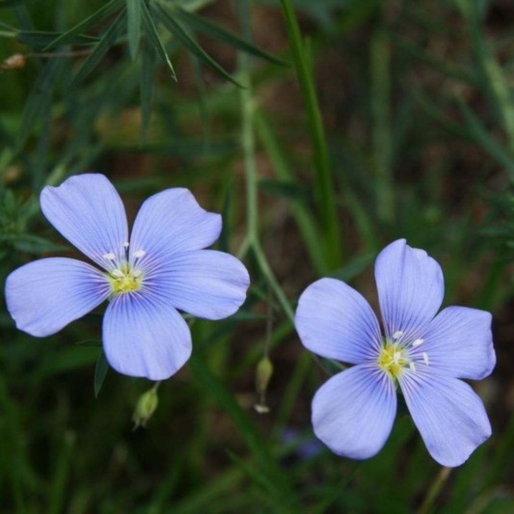 Linum perenne - Perennial Flax