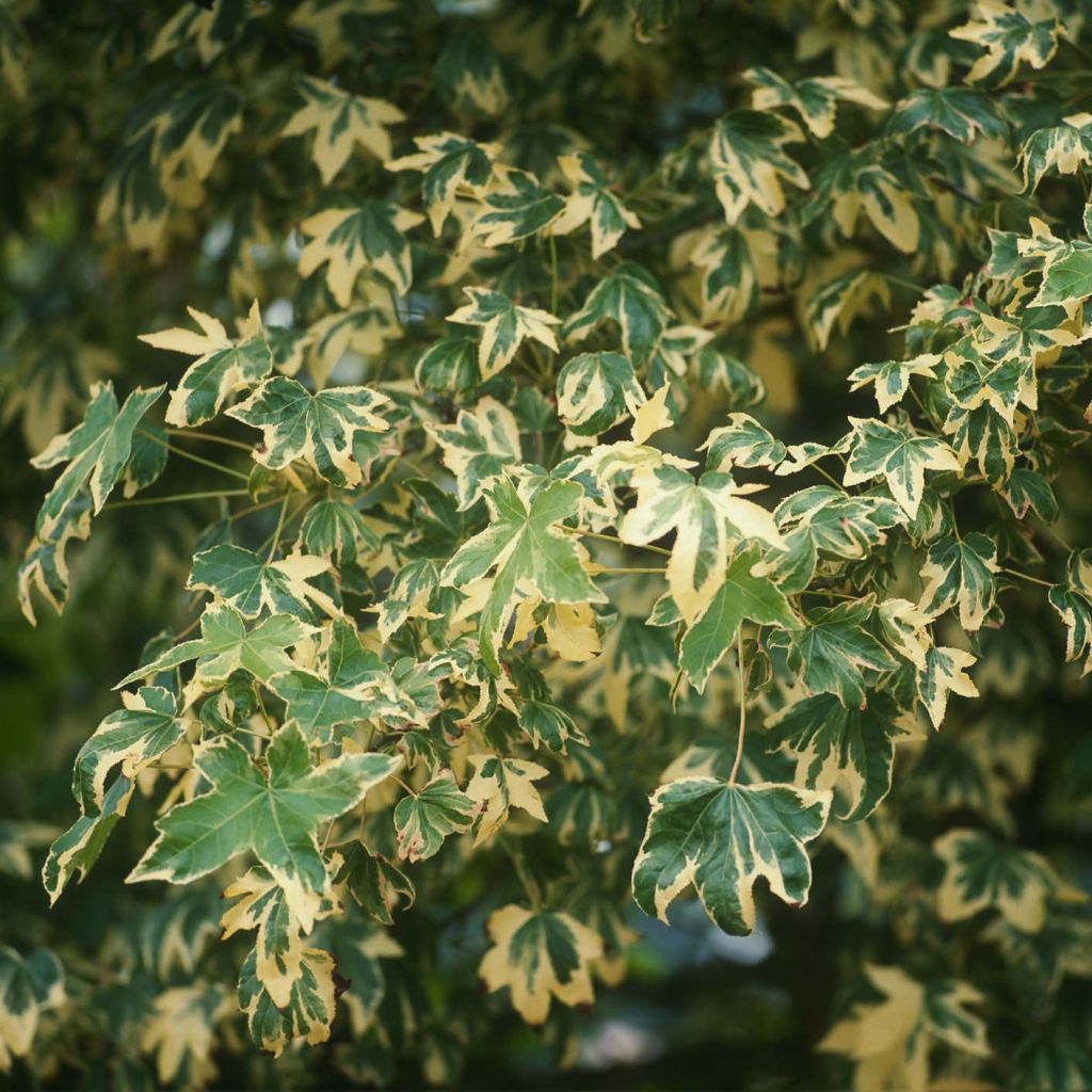 Liquidambar styraciflua Albomarginata Manon - American Sweetgum