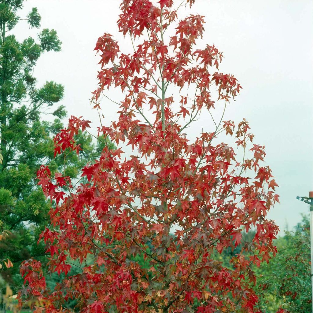 Liquidambar styraciflua Albomarginata Manon - American Sweetgum