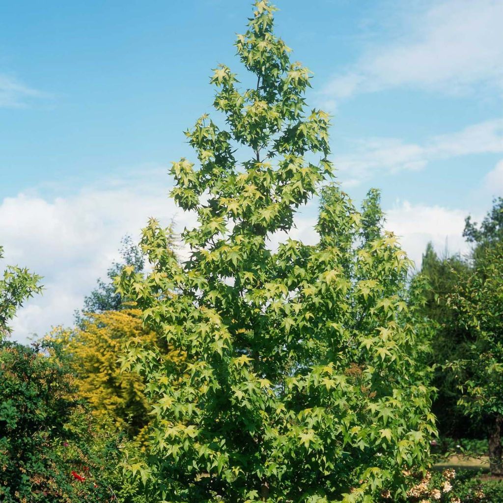 Liquidambar styraciflua Thea - American Sweetgum