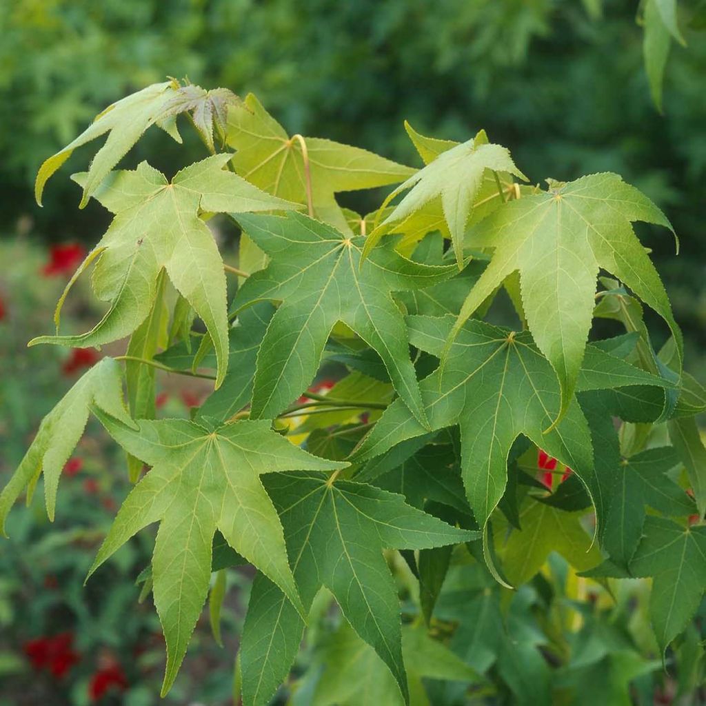 Liquidambar styraciflua Thea - American Sweetgum