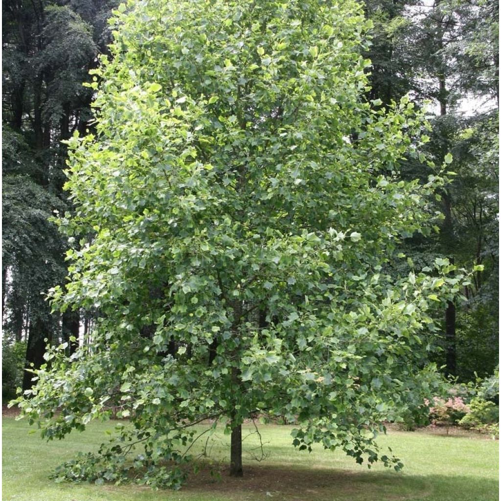 Liriodendron tulipifera Aureomarginatum