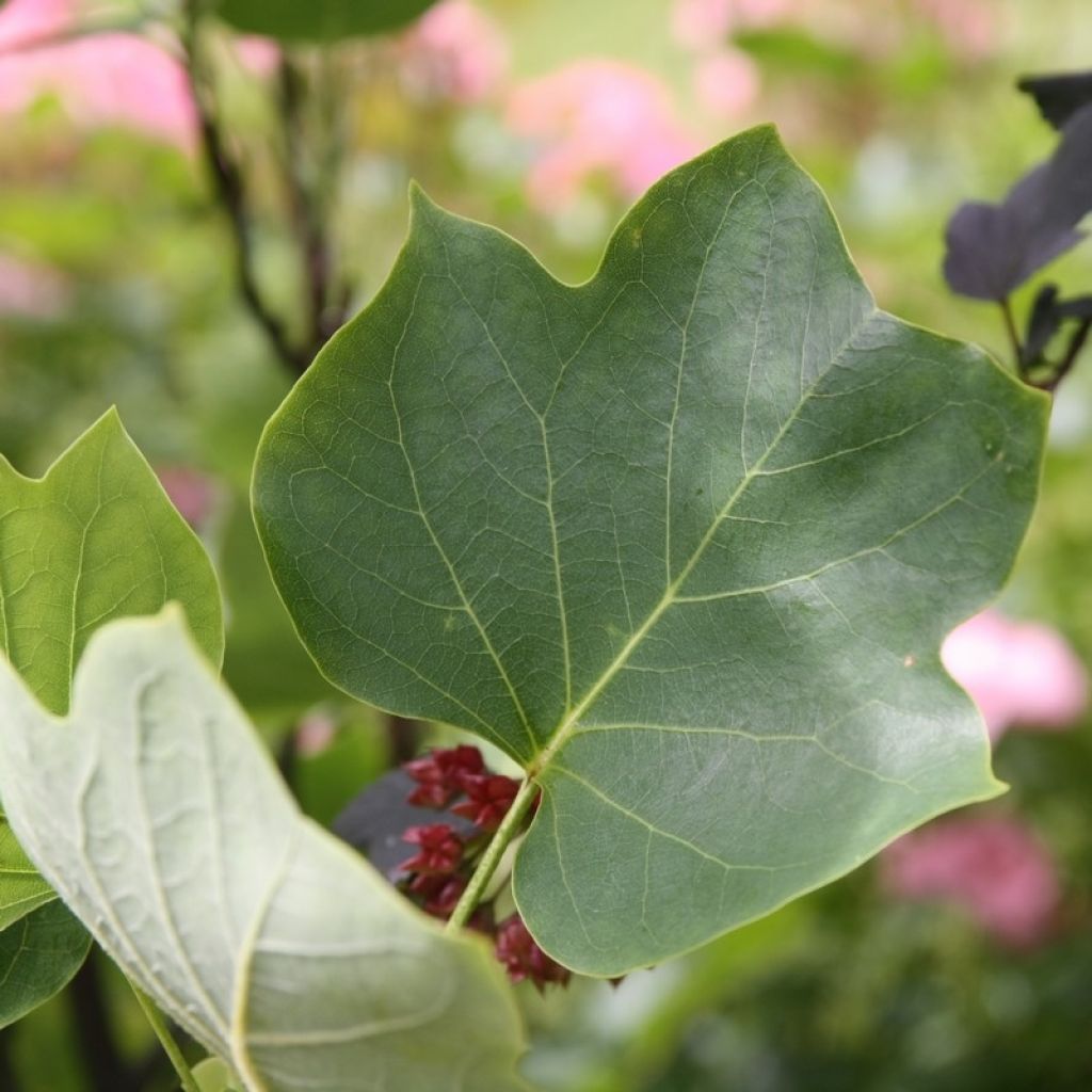 Liriodendron tulipifera Fastigiatum - Tulip Tree