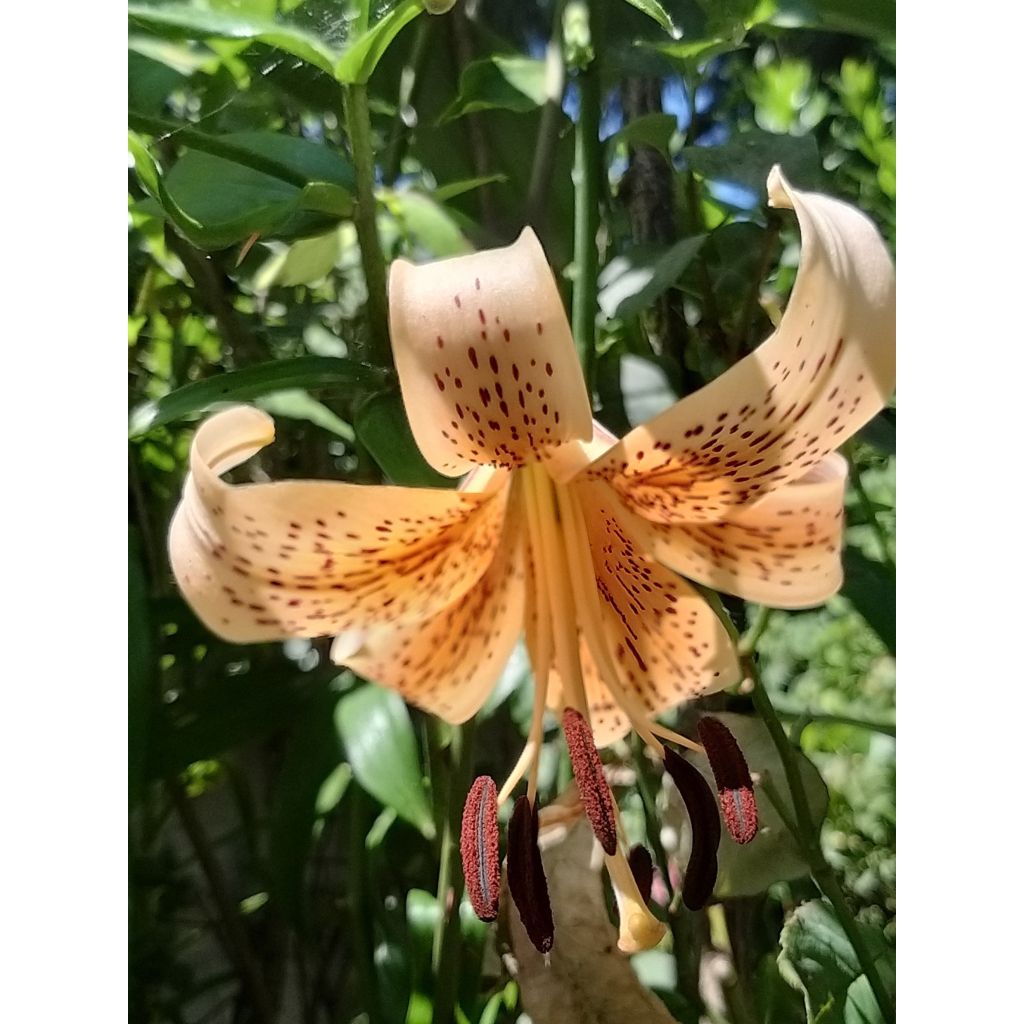 Lilium Salmon Tiger