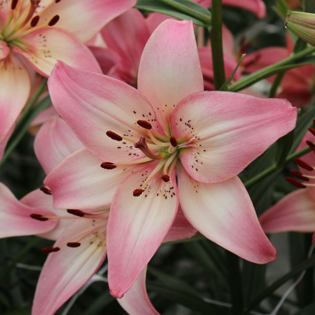 Lilium Rosella's Dream