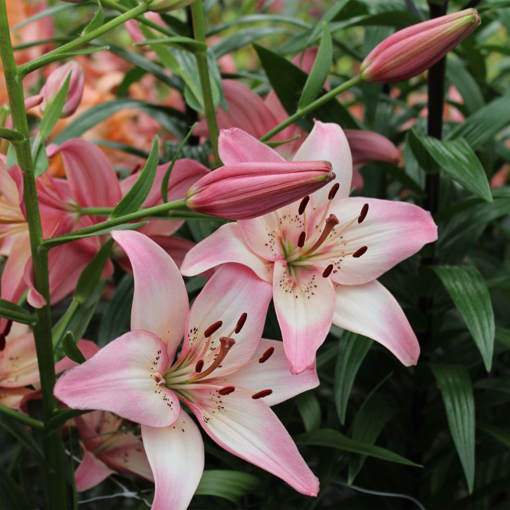 Lilium Rosella's Dream