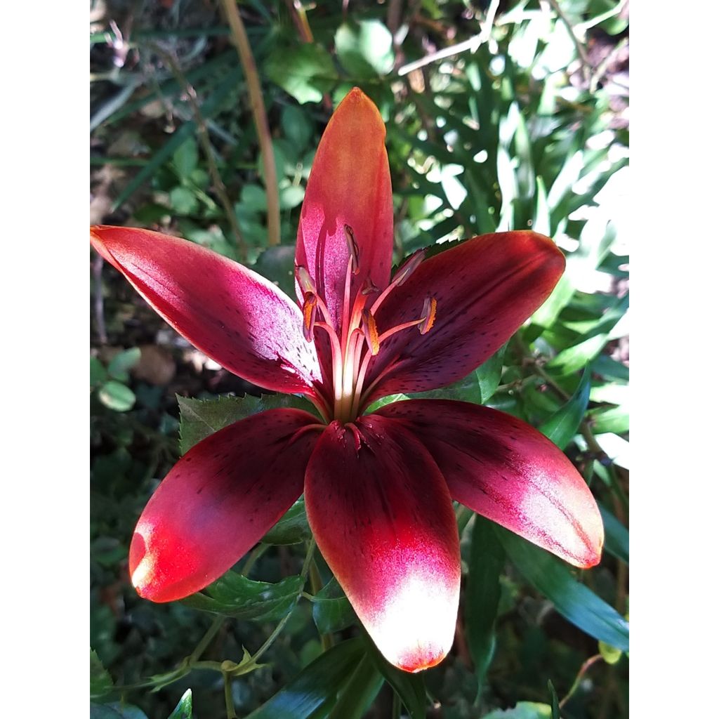 Lilium Royal Kiss - Lily