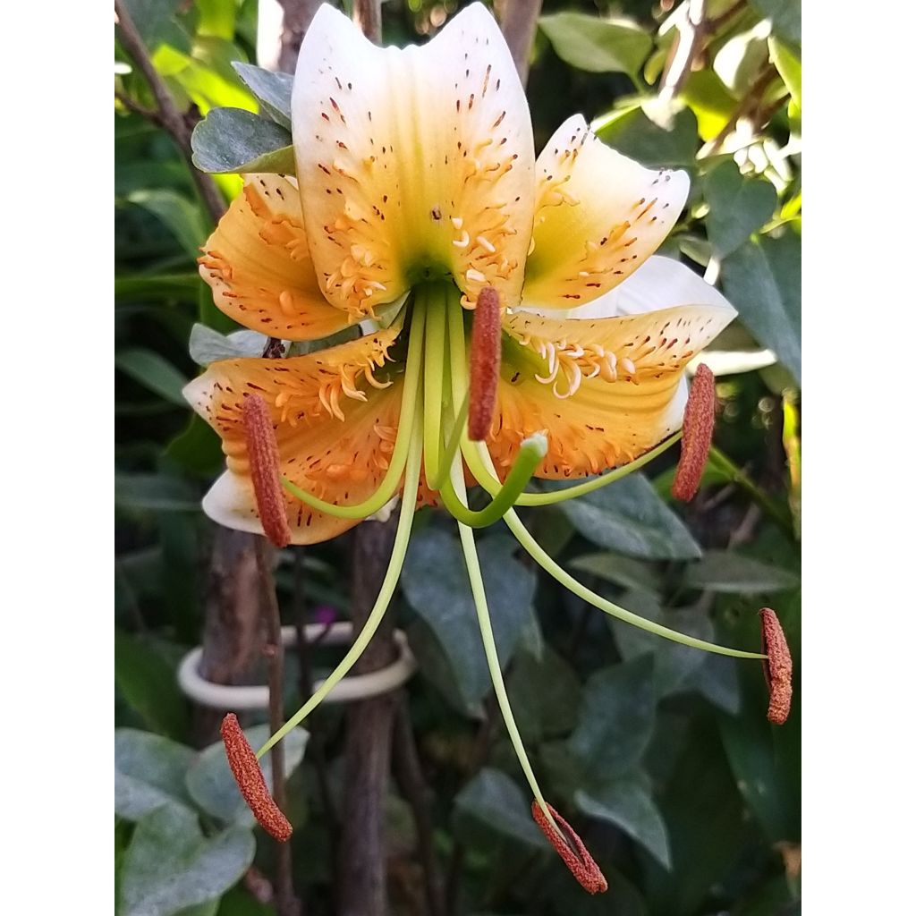 Lilium henryi 