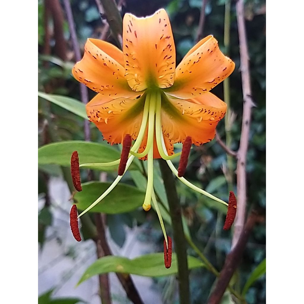 Lilium henryi 