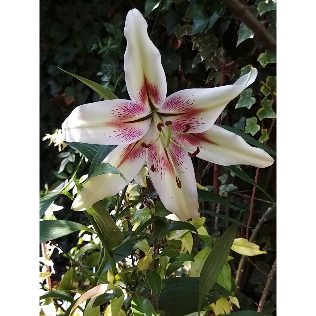 Lilium nepalense 