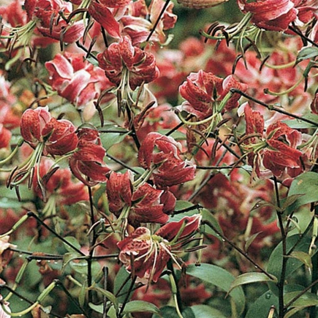 Lilium Black Beauty